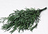 Eucalyptus Nicoly Green 75cm