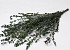 Eucalyptus Parvifolia Grün 65cm 