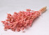 Nigella Orientalis 55cm Pink