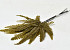Fougère Ptéris Vert Olive 15-20cm