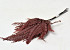 Ribbon Fern Red 15-20cm