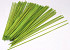 Bambus Zweig 60cm Limettengrün