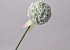 Allium White 65cm