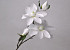 Magnolia Branch White 75cm