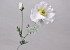 Poppy Flower White 64cm