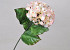 Hortensia 65cm Roze