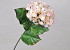 Hydrangea 70cm Rosa