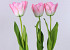 Tulpe 65cm rosa