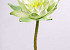 Waterlelie 90cm, 16cm licht-groen