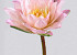 Seerose 90cm, 16cm rosa