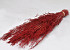 Munni grass Red 60cm