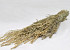 Sheaf Star grass 50cm