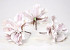 Foam Bloem 18cm wit/lila