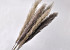 Dadang Pampas grass 120cm 