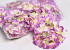 Hortensia Kop D14cm Groen/Roze