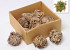 Rose of Jericho 7-Pack