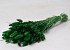 Bouquet Lagurus Vert 75cm