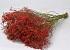 Gypsophila Rood 70cm (25 tak)