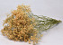 Gypsophila Peach 100cm (25 tak)