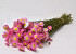 Acroclinium Rose 50cm
