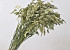 Chasmanthium 80cm 50-Pack