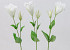 Lisianthus 42cm Weiss