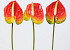 Anthurium 40cm - 10cm rood