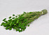 Bouquet Phalaris Vert Clair 70cm