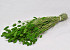 Phalaris Frühlingsgrün 70cm
