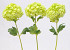 Viburnum 38cm groen
