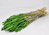 Triticum Spring Green (wheat) 70cm