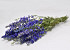 Bouquet Delphinium Bleu Mix 65cm