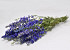 Delphinium Mix Blau 65cm