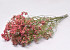 Limonium 45cm Rose Saumon