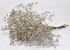 Limonium 60cm Hell Lila