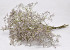 Limonium 60cm Licht Lila