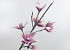 Foam Magnolia White/Lilac, D 18cm