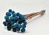 Craspedia Blauw 40pcs