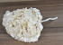 Hydrangea preserved Cream D16cm