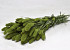Setaria Groen 65cm
