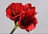 Amaryllis Spray Red 36cm