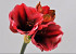 Amaryllis RamifiÃ©e Mauve 36cm