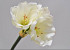 Amaryllis Zweig Creme 36cm