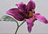 Lily Stem Lavend 33cm