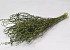 Lepidium Green 70cm 