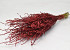 Lepidium 70cm Rot