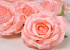Rose Satin D10cm Rose