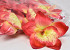 Orchidee Rood D14cm