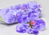 Hibiskus D14cm Violet