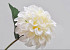 Zinnia PÃ©doncule CrÃ¨me 26cm